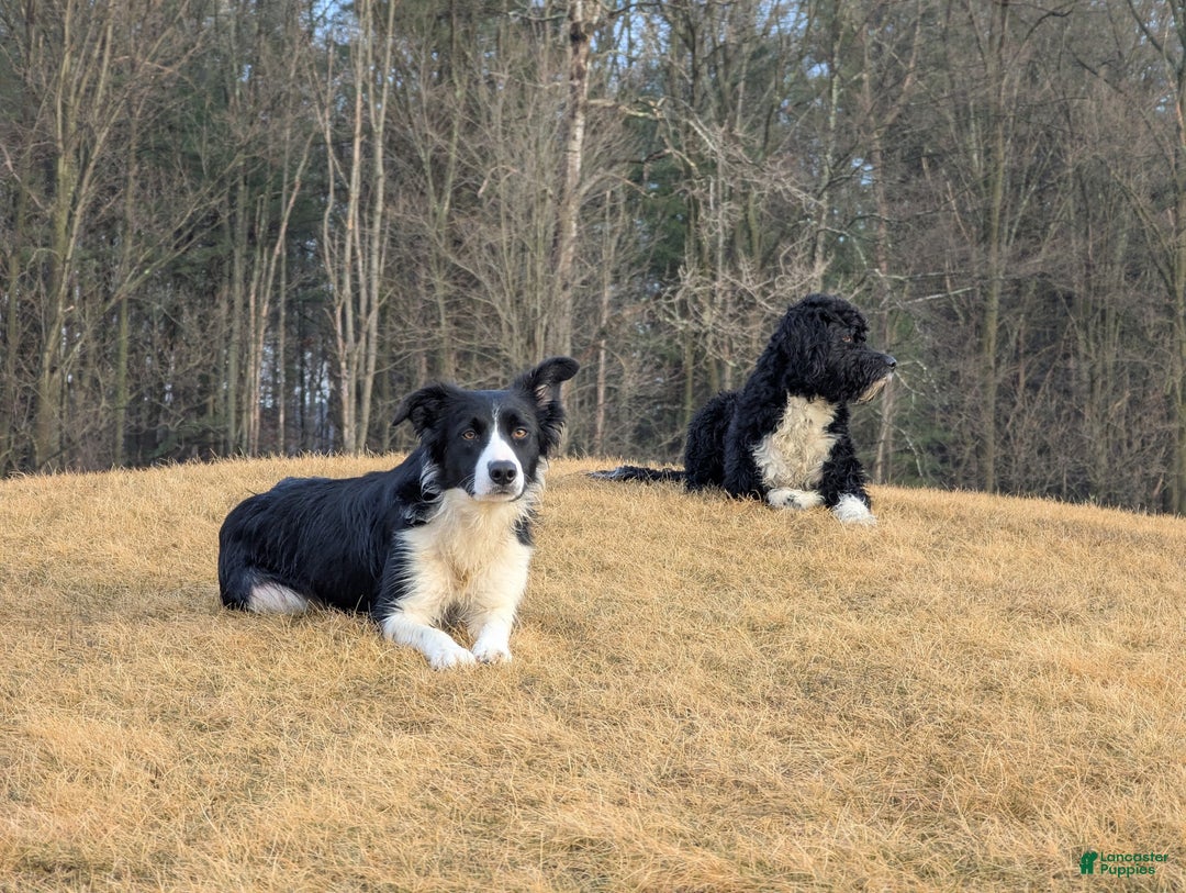 Mixed Breed dogs for sale: Rudolph - Ad 2