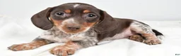 Dachshund dogs for sale: Piper - Ad 4