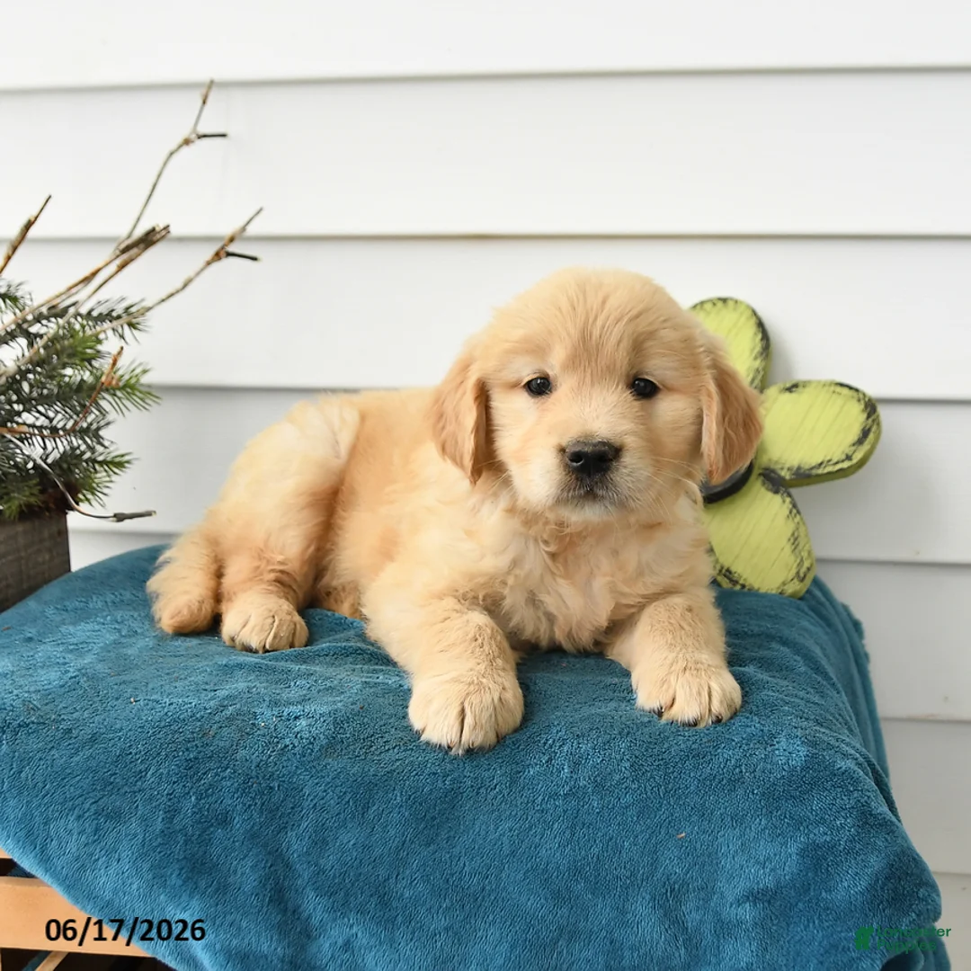 Golden Retriever dogs for sale: Muffin - Ad 1