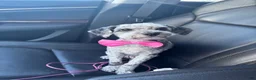 Cavapoo dogs for sale: CJ - Ad 8