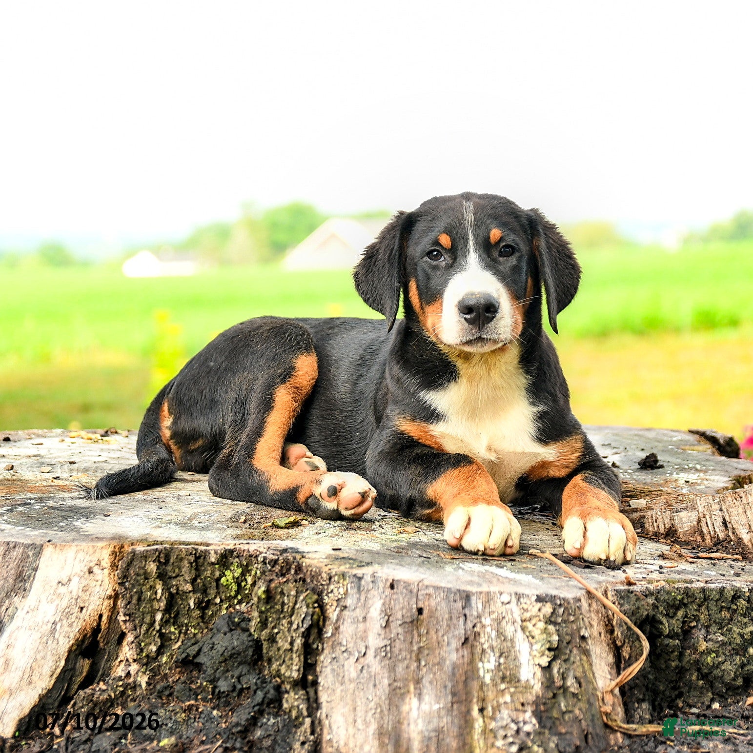 Greater Swiss Mountain Dog dogs Johann - Ad 1