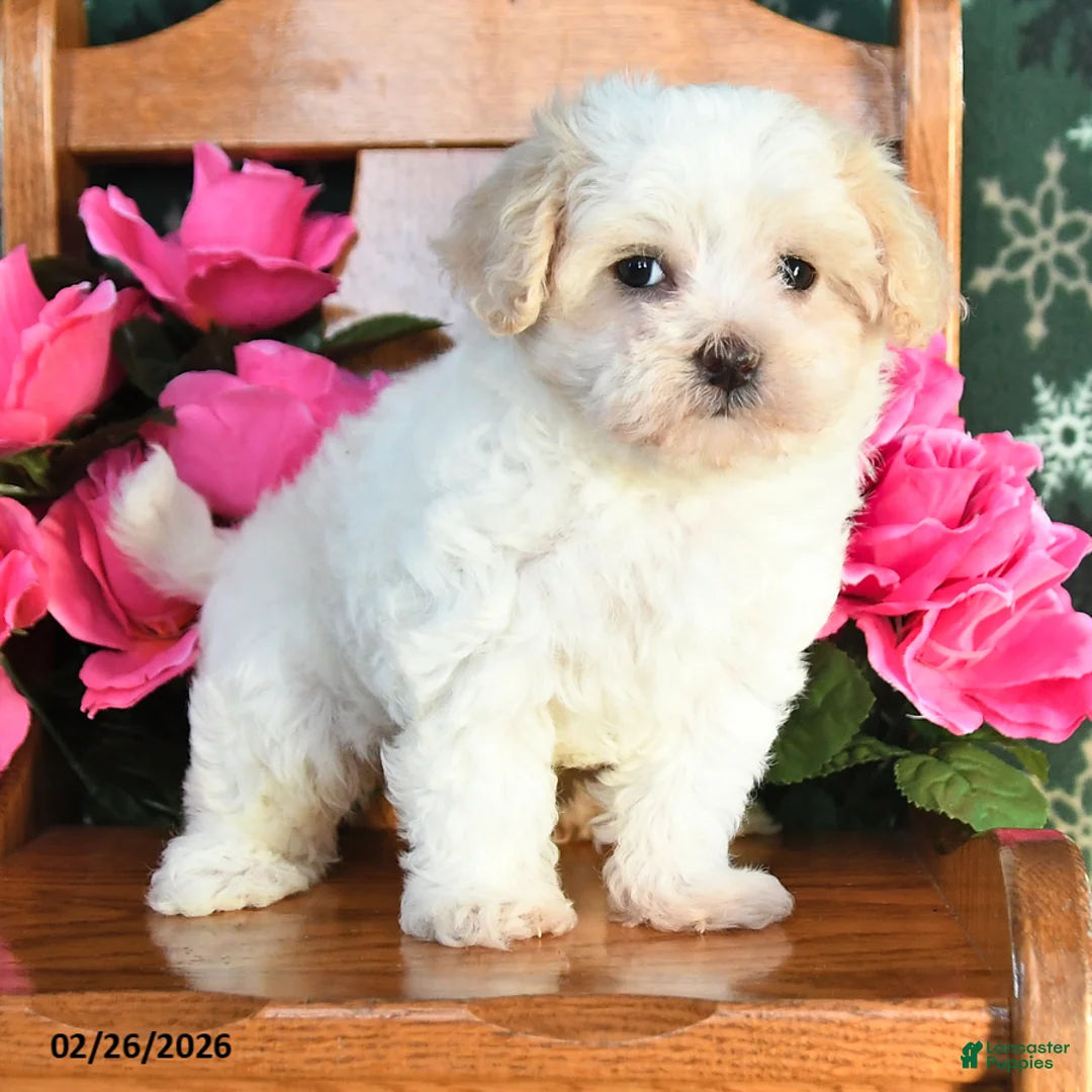 Maltipoo dogs for sale: Kaisy - Ad 3