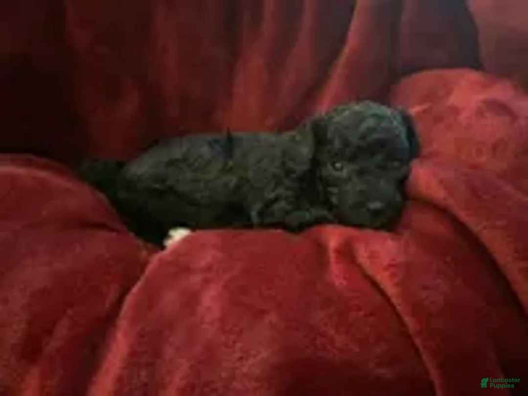 Mini Goldendoodle dogs for sale: Nugget - Ad 1