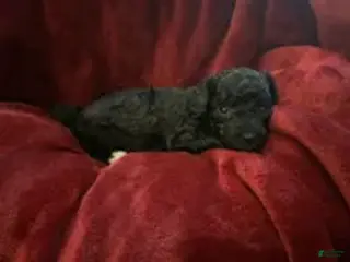 Mini Goldendoodle dogs for sale: Nugget - Ad 2