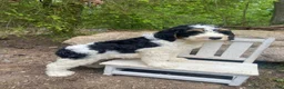 Bernedoodle dogs for sale: Scooby - Ad 9