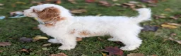 Mini Goldendoodle dogs for sale: Buddy - Ad 4
