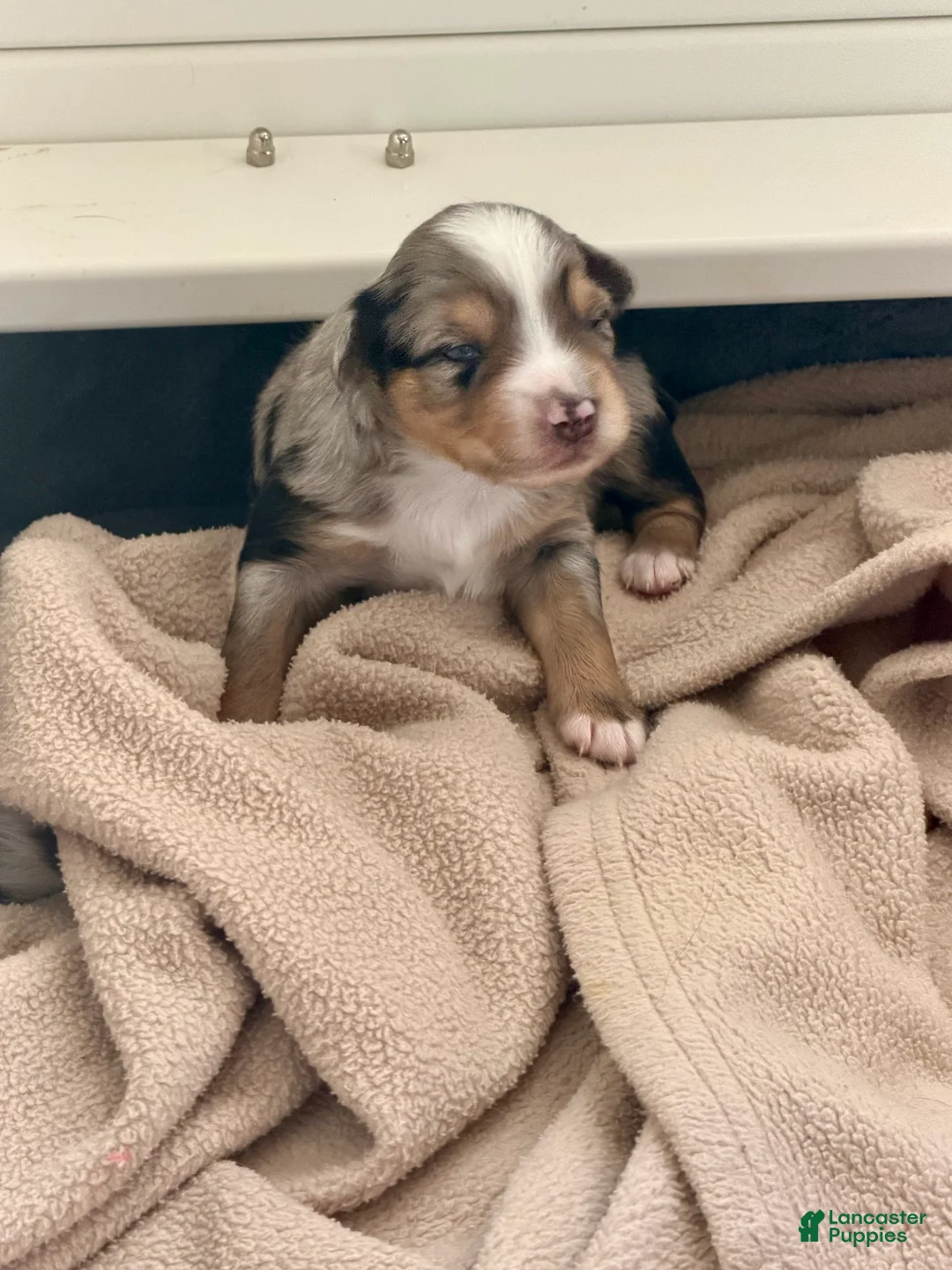 Miniature Australian Shepherd dogs for sale: Kayce - Ad 11