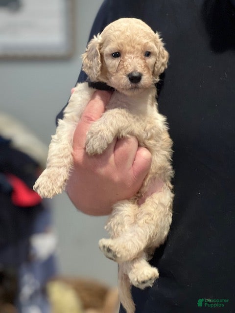 Standard Poodle dogs Standard Goldendoodles - Ad 1
