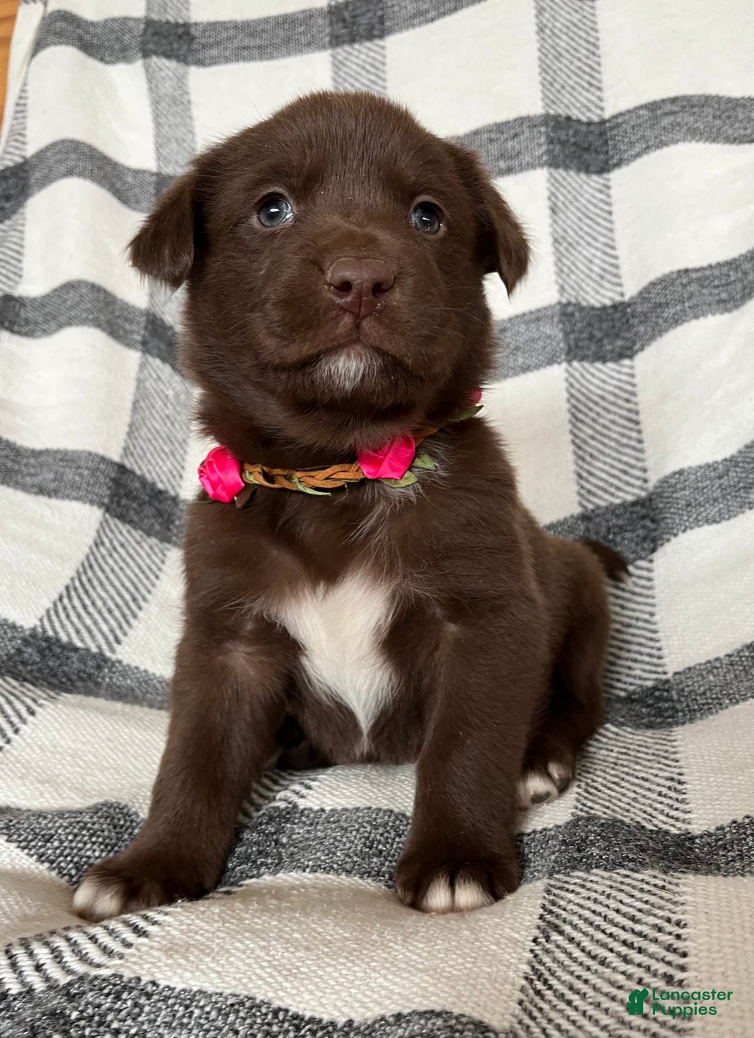 Mixed Breed dogs for sale: Allie - Ad 3