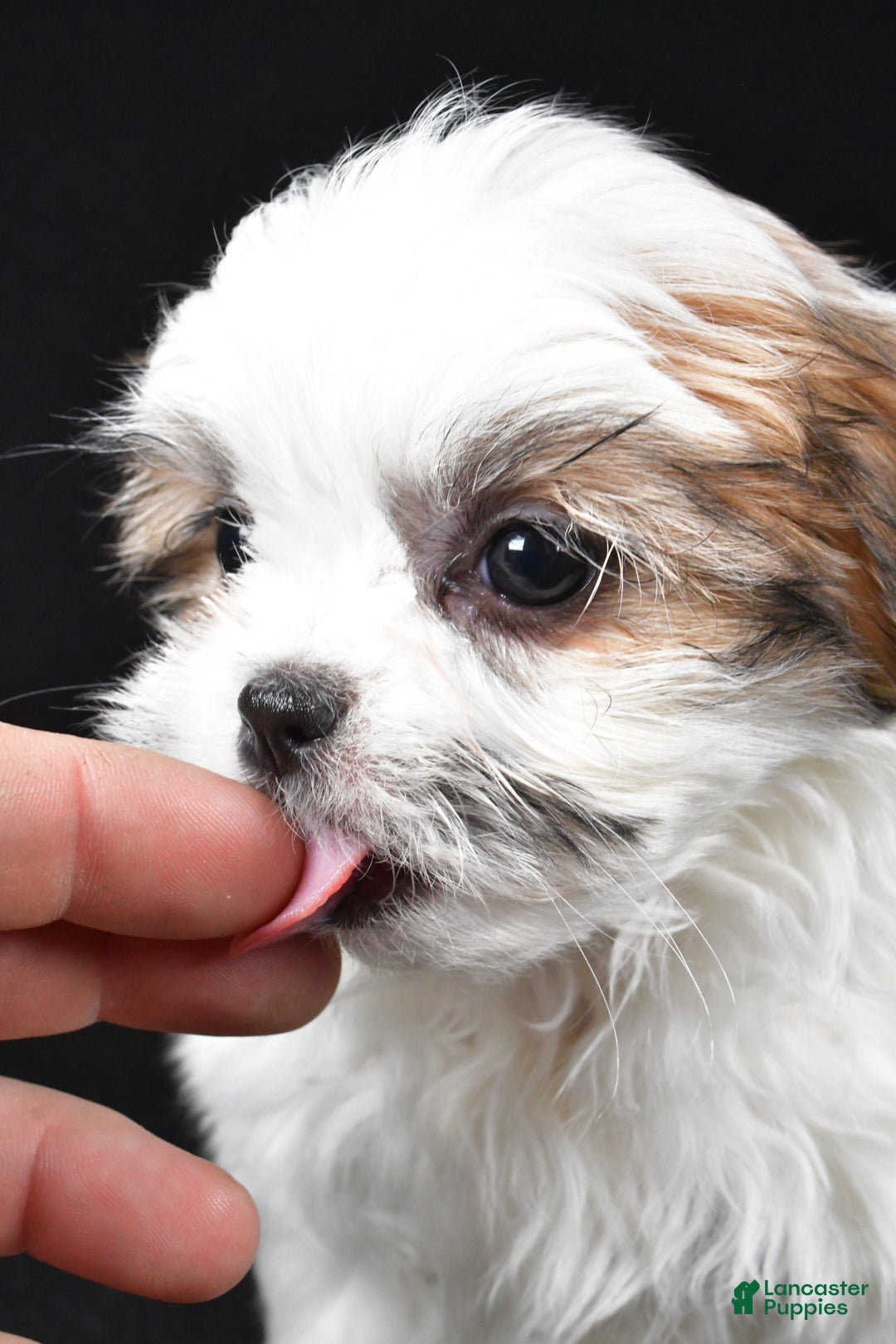 Malshi dogs for sale: Kathy - Ad 11