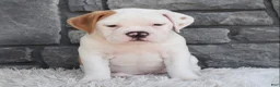 Beabull dogs for sale: Abby - Ad 4