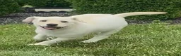 Mixed Breed dogs for sale: Mixed Breed 5 - Ad 3