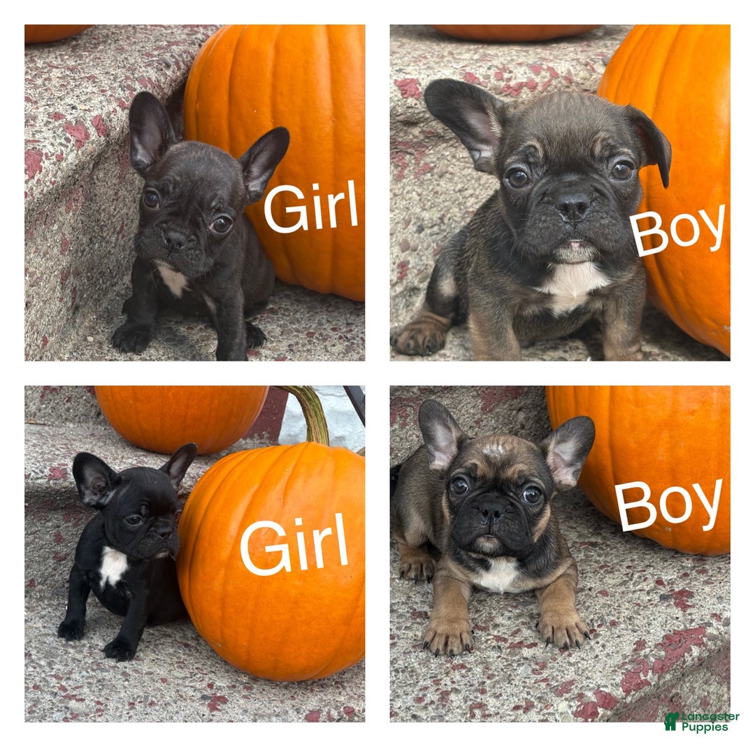 French Bulldog dogs for sale: French Bulldog Puppy 2 - Ad 2