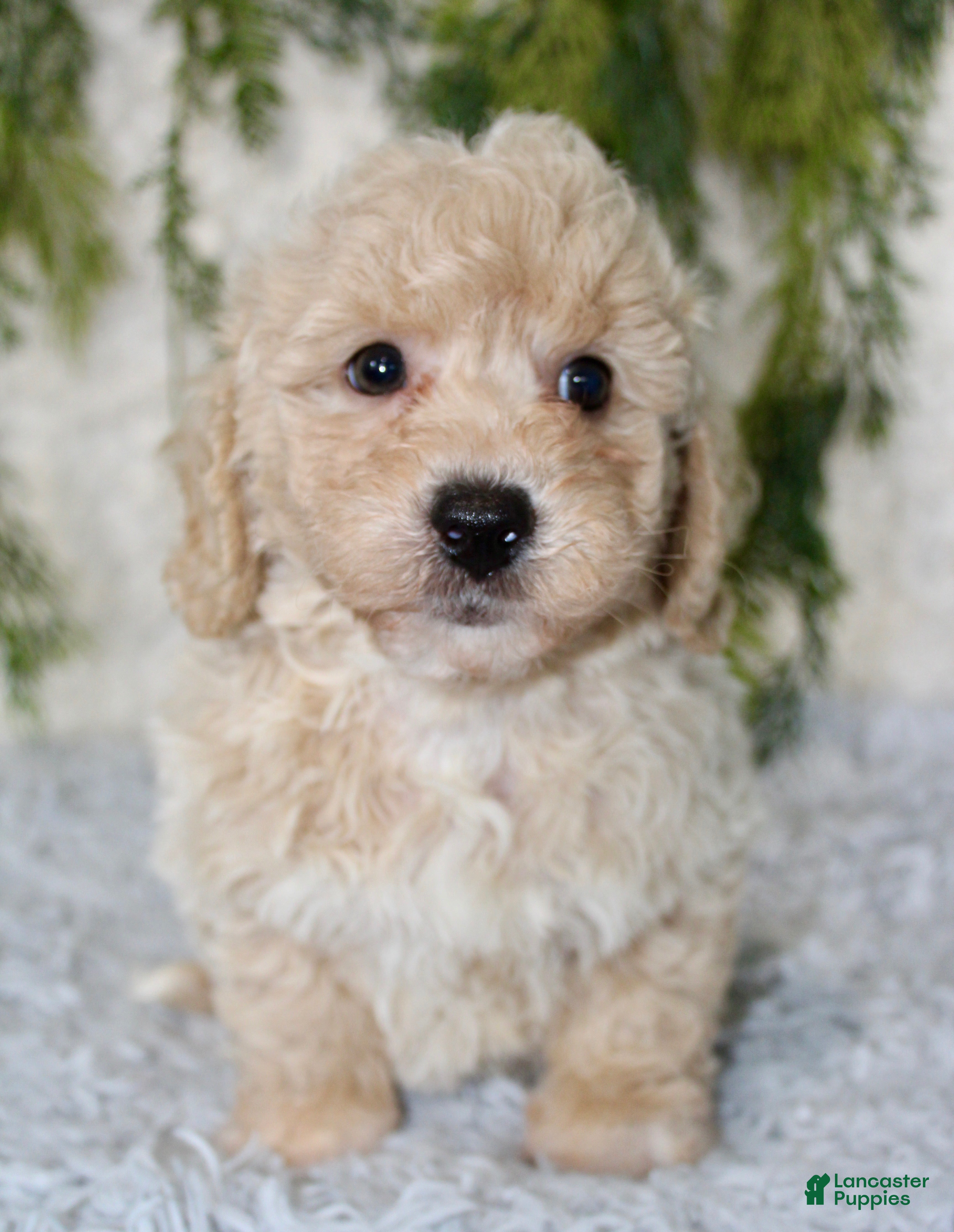Bichpoo dogs Bichpoo 2 - Ad 7