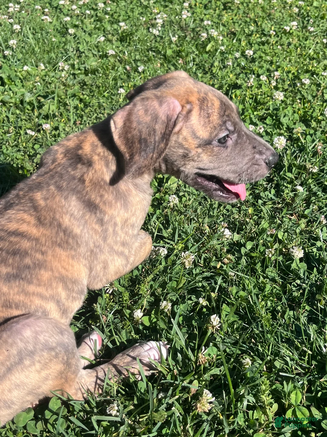 Great Dane dogs for sale: Pink - Ad 1