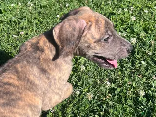Great Dane dogs Pink - Ad 38