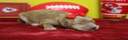 Goldendoodle dogs for sale: Star  - Ad 7