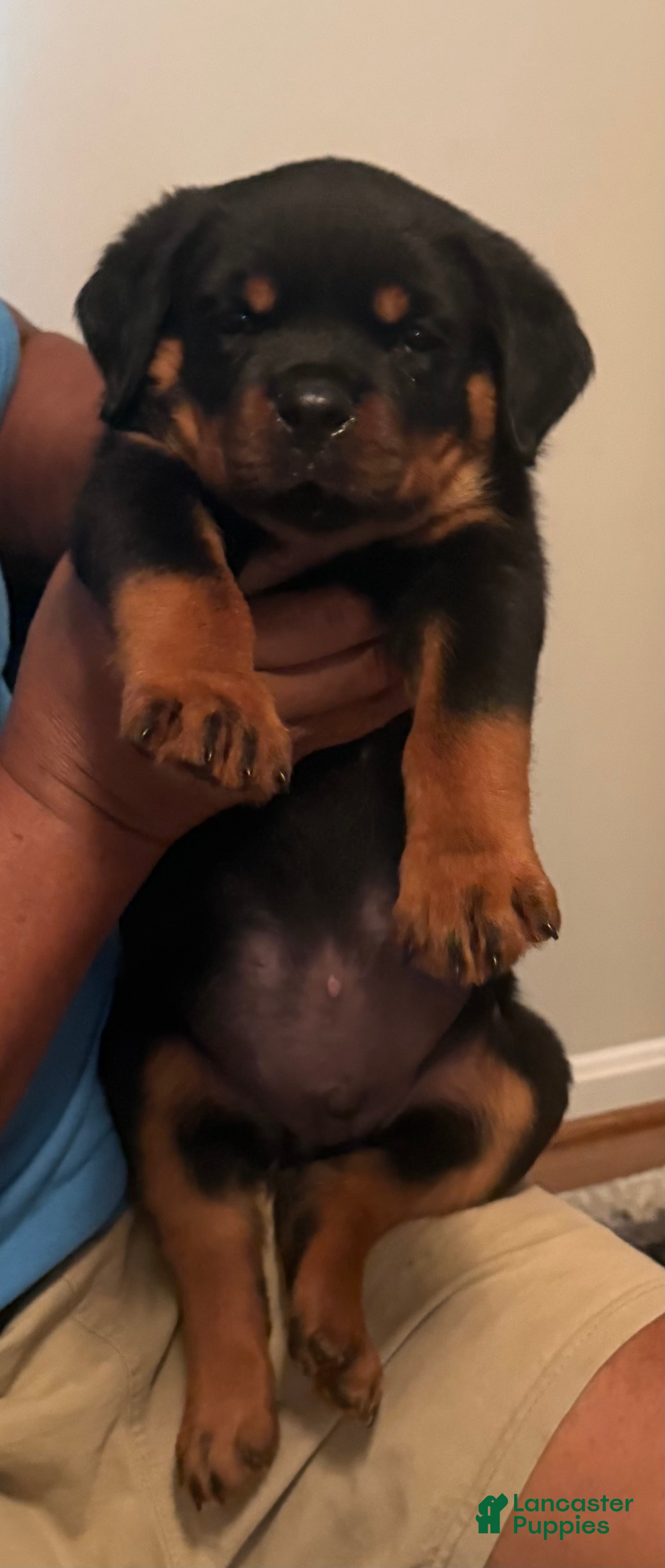Rottweiler dogs Rottweiler 2 - Ad 5