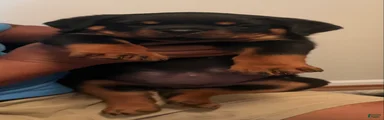 Rottweiler 2
