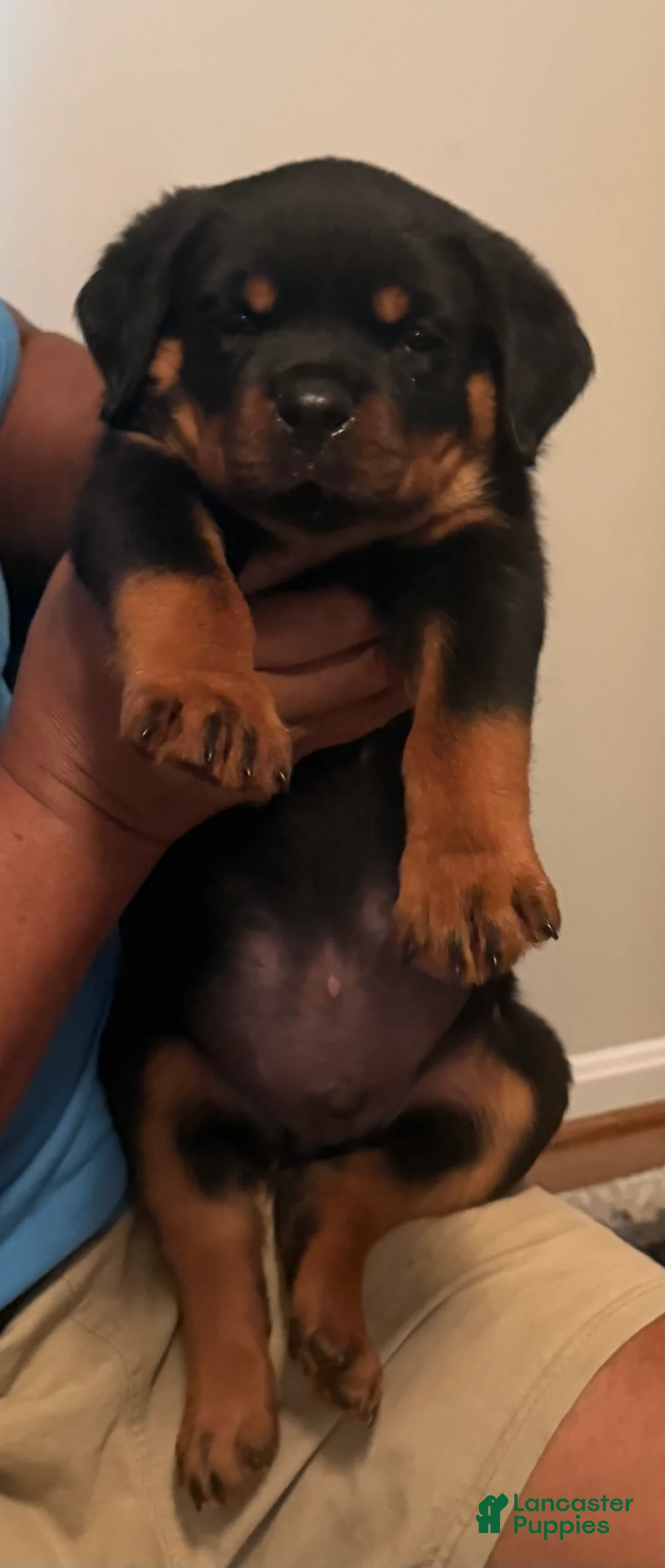 Rottweiler dogs for sale: Rottweiler 2 - Ad 1