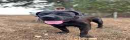 South African Boerboels dogs for sale: South African Boerboels 2 - Ad 4