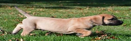 English Mastiff dogs for sale: Axe - Ad 6