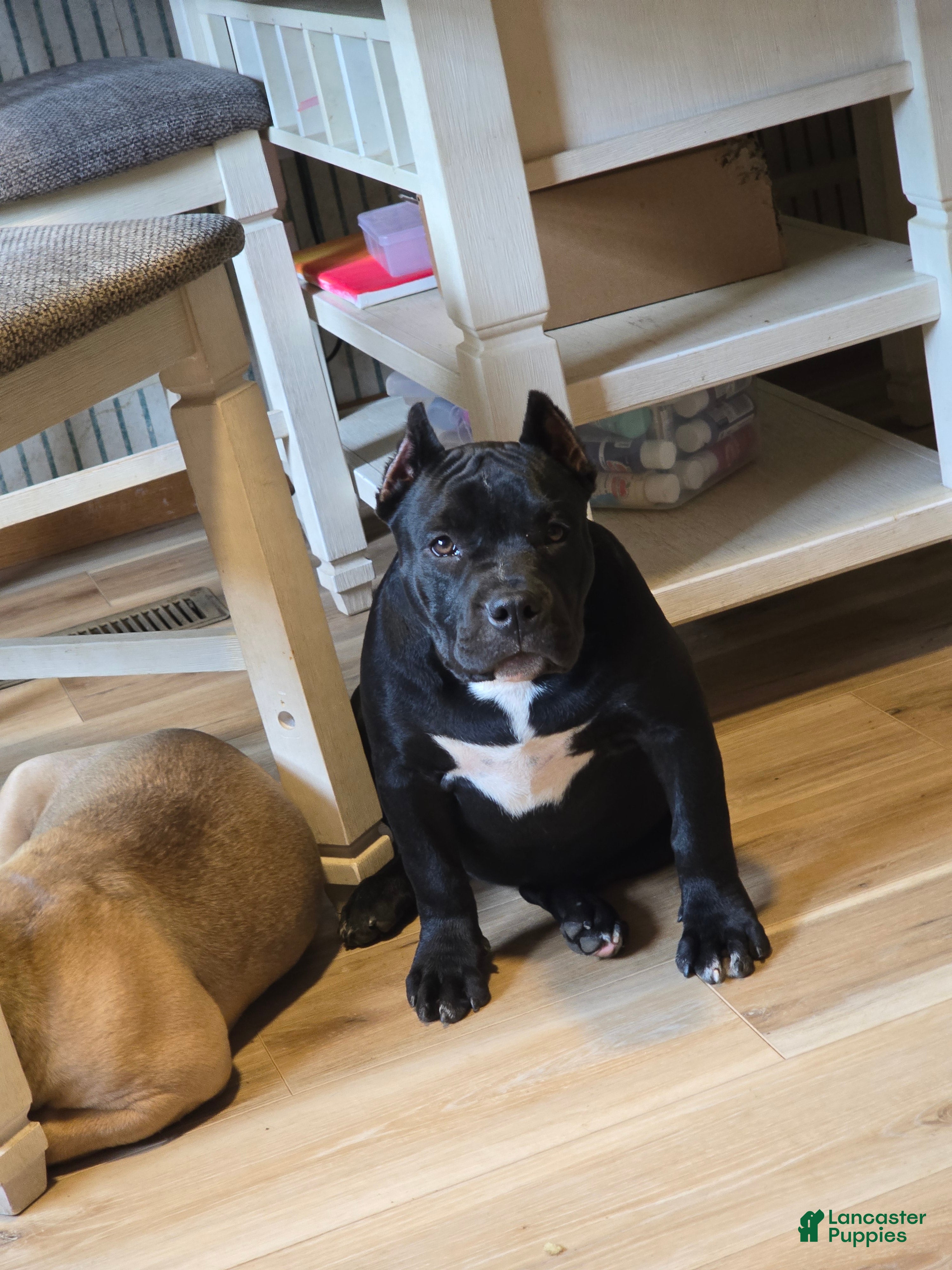 American Bully dogs Suki - Ad 2