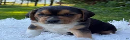 Puggle dogs for sale: Paxton - Ad 2