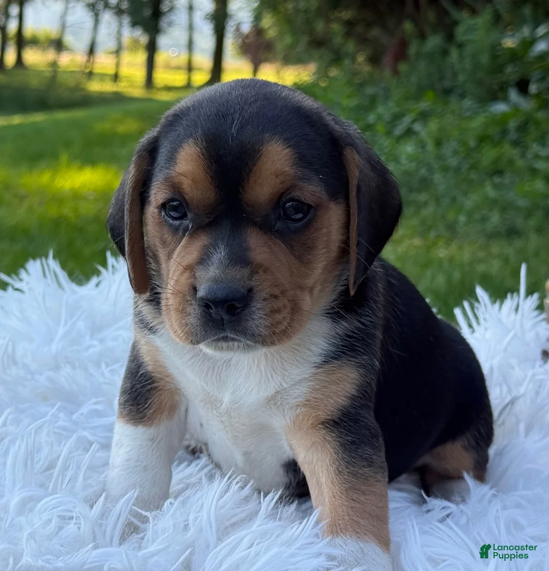 Puggle dogs for sale: Paxton - Ad 2