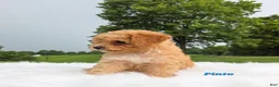 Cavapoo dogs for sale: Pinto - Ad 4