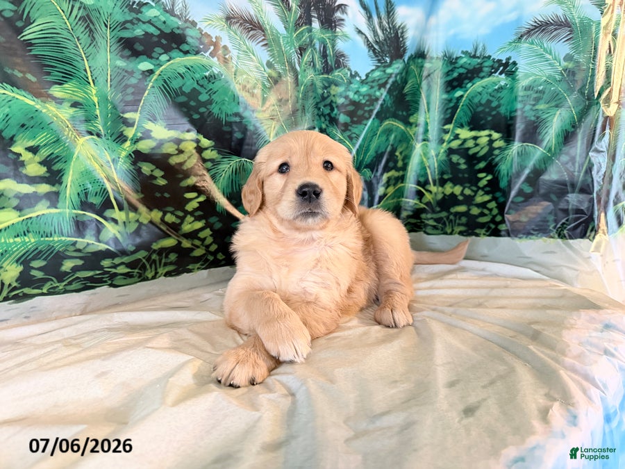 Golden Retriever dogs Candy - Ad 1
