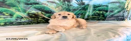 Golden Retriever dogs for sale: Candy - Ad 1
