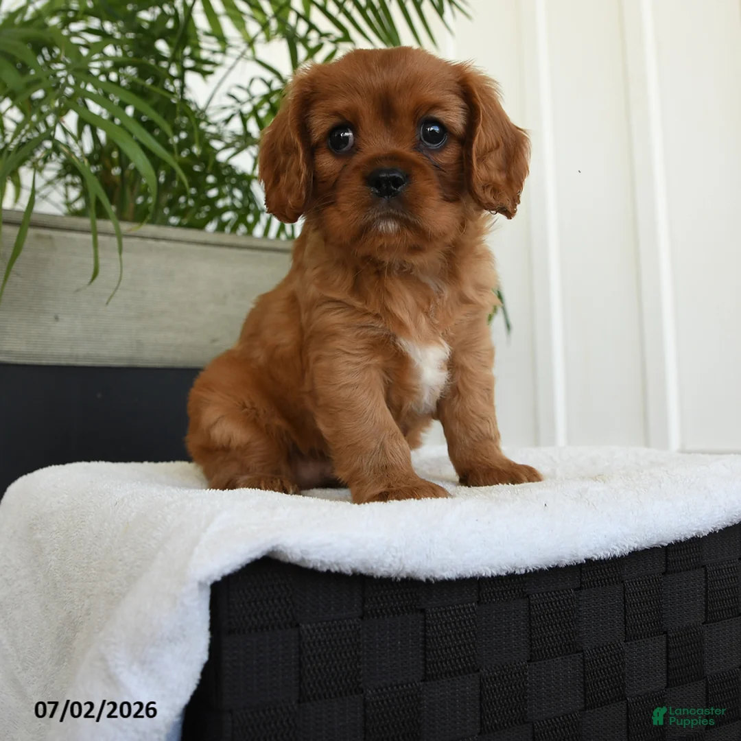 Cavalier King Charles Spaniel dogs for sale: Icon - Ad 1