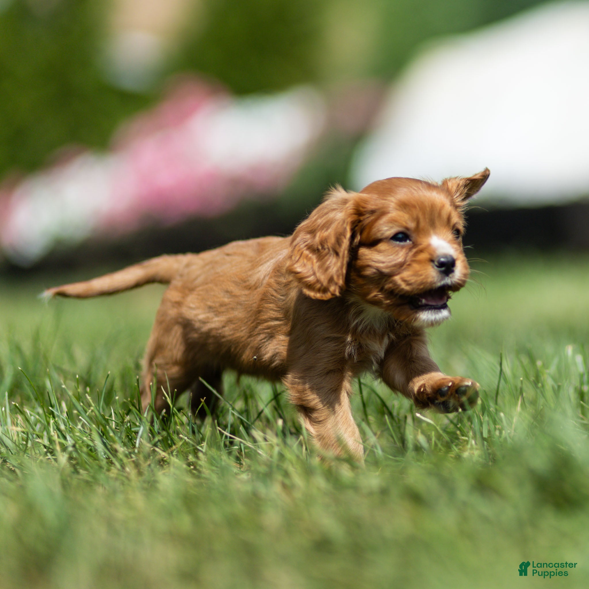 Cavalier King Charles Spaniel dogs Jasper Cavalier King Charles Spaniel  - Ad 2