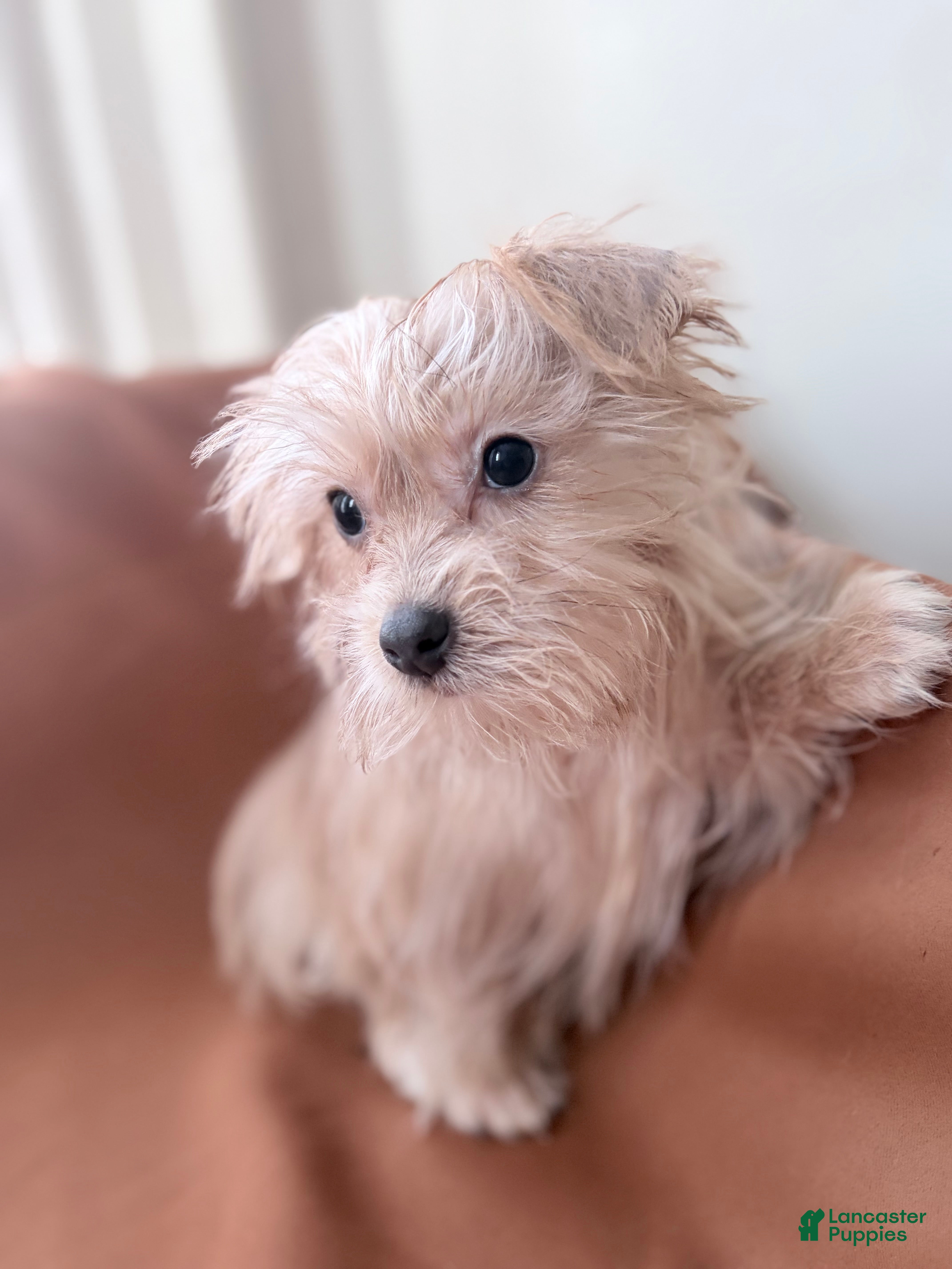 Morkie dogs Bruno - Ad 35