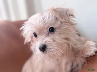 Morkie dogs Bruno - Ad 40