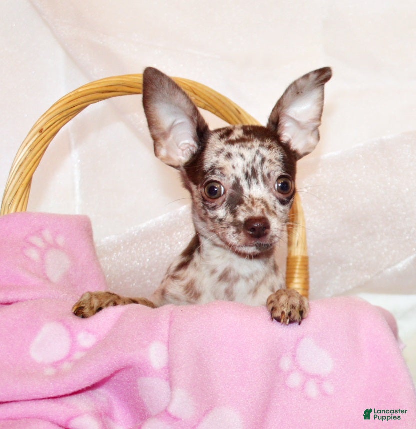 Chihuahua dogs Hyacinth - Ad 23
