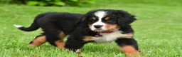 Bernese Mountain Dog dogs for sale: Nicole - Ad 16