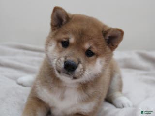 Shiba Inu dogs Tassy - Ad 2