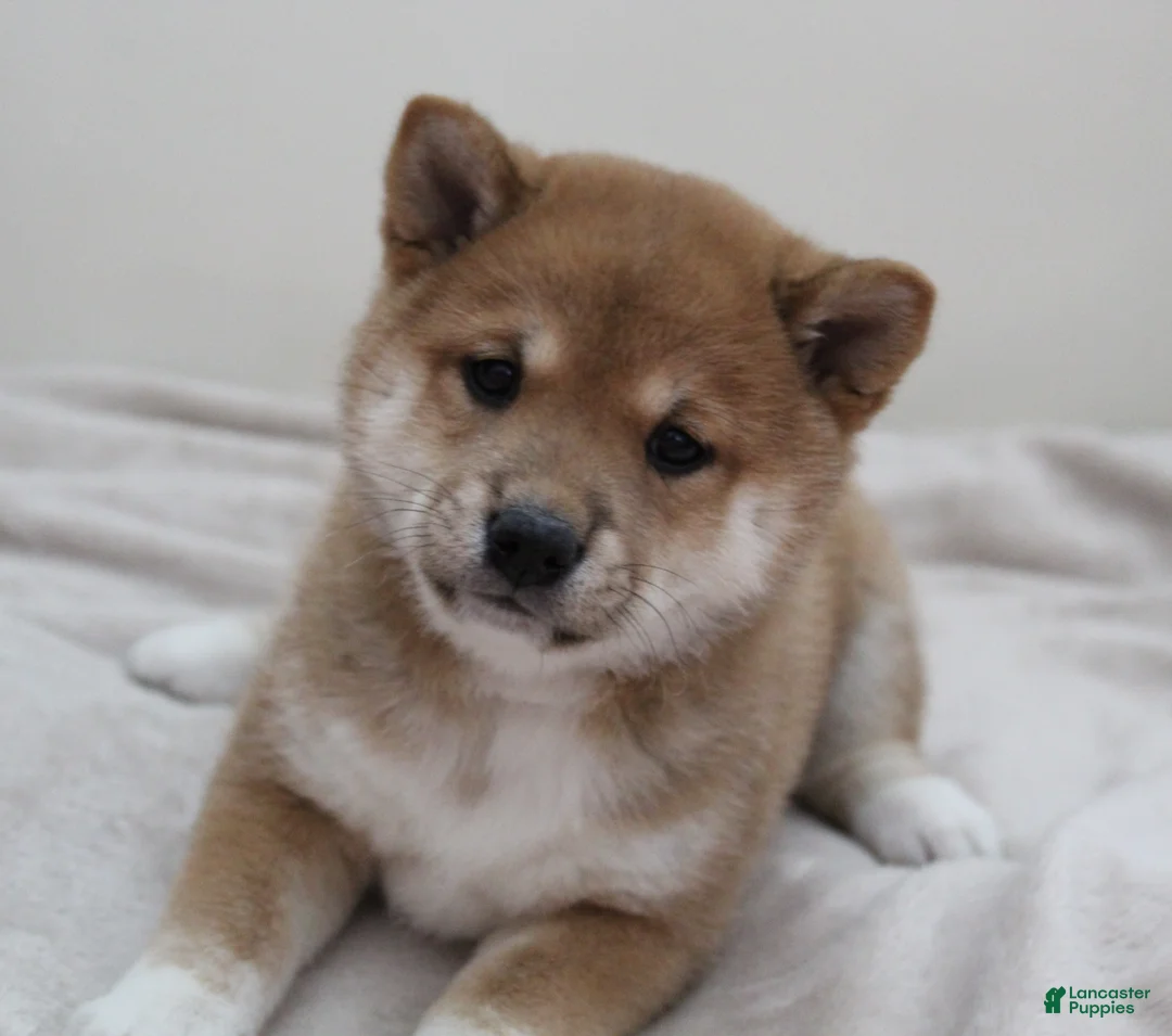 Shiba Inu dogs for sale: Tassy - Ad 10