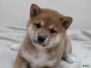 Shiba Inu dogs Tassy - Ad 20