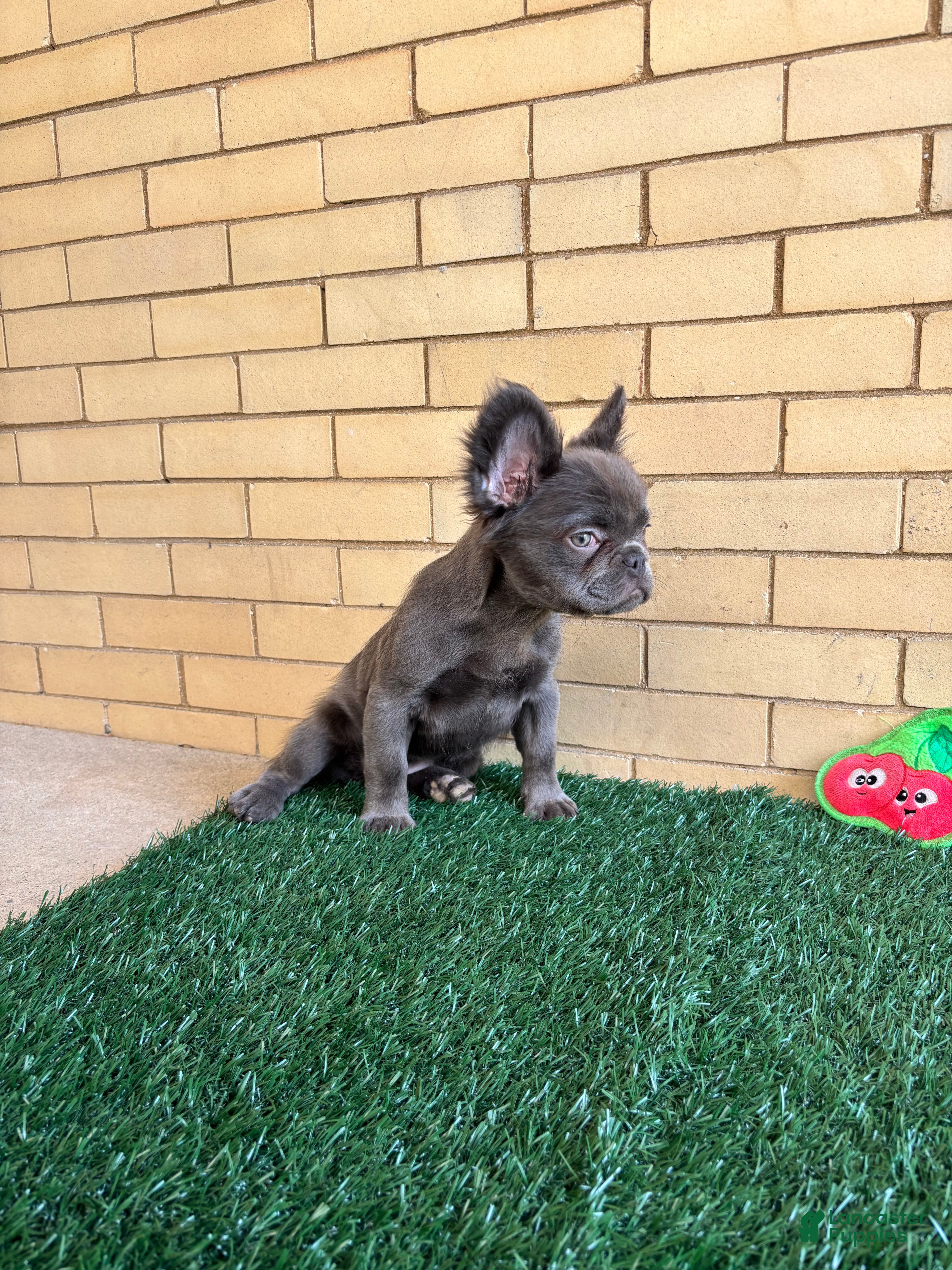 French Bulldog dogs Molly - Ad 1