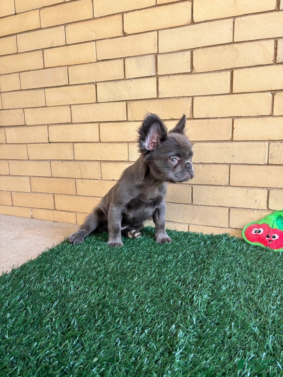 French Bulldog dogs for sale: Molly - Ad 1