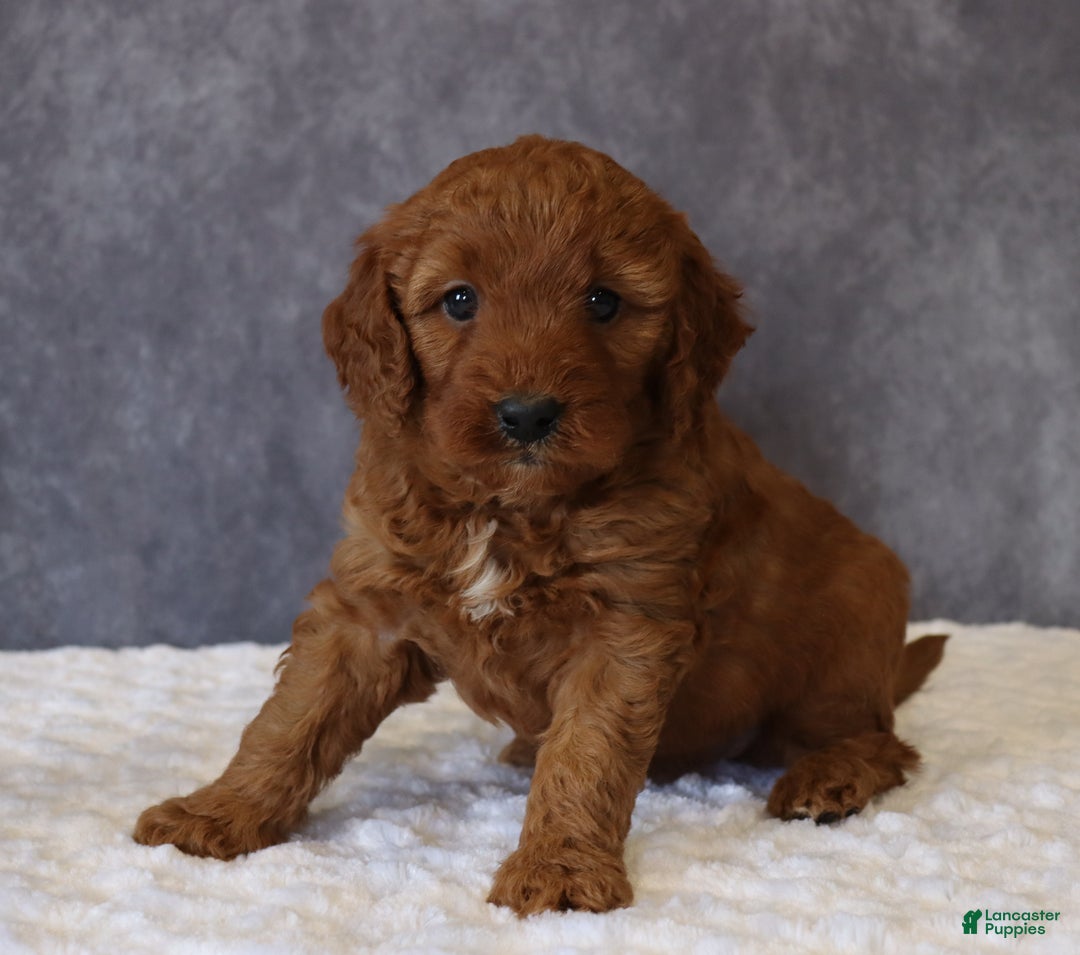 Mini Goldendoodle dogs for sale: Maggie - Ad 3