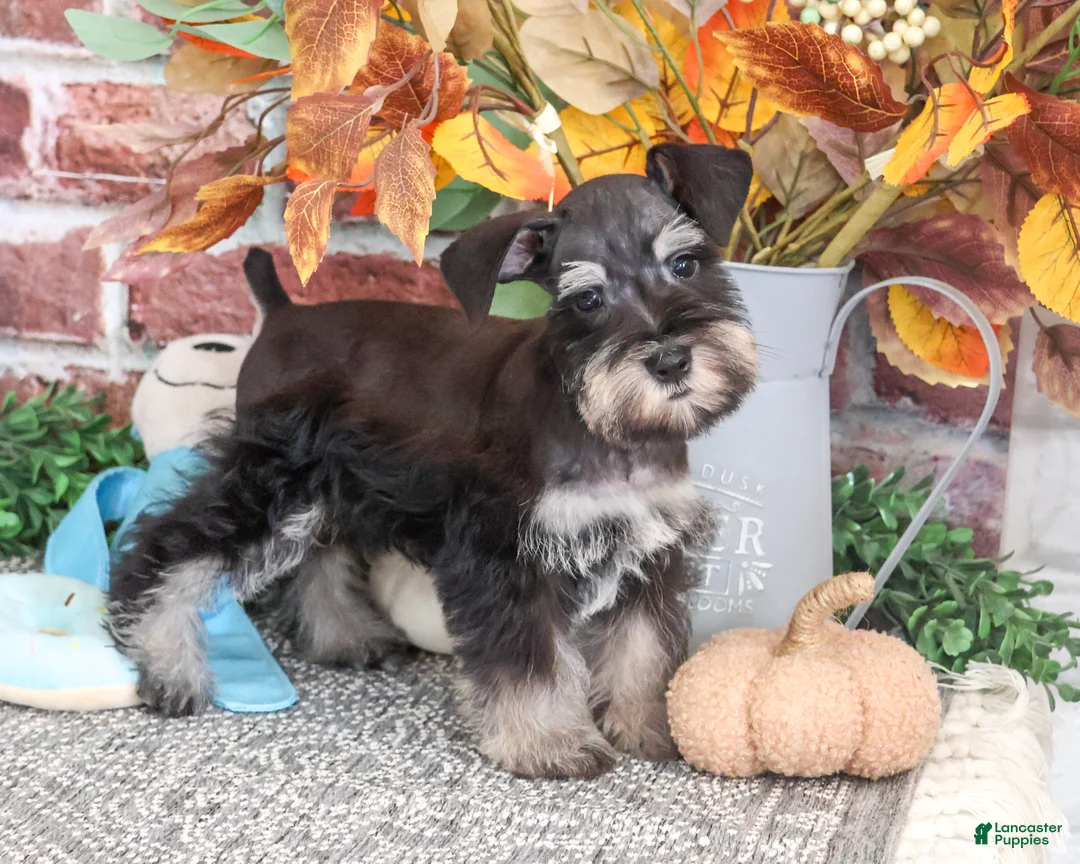 Miniature Schnauzer dogs for sale: SpongeBob - Ad 1