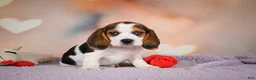 Beagle dogs for sale: OPAL - Ad 7