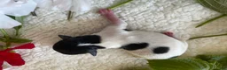 Biewer Terrier dogs for sale: Biewer Terrier 5. Lilly - Ad 7