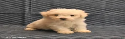 Bichon Frise dogs for sale: Isaac - Ad 4