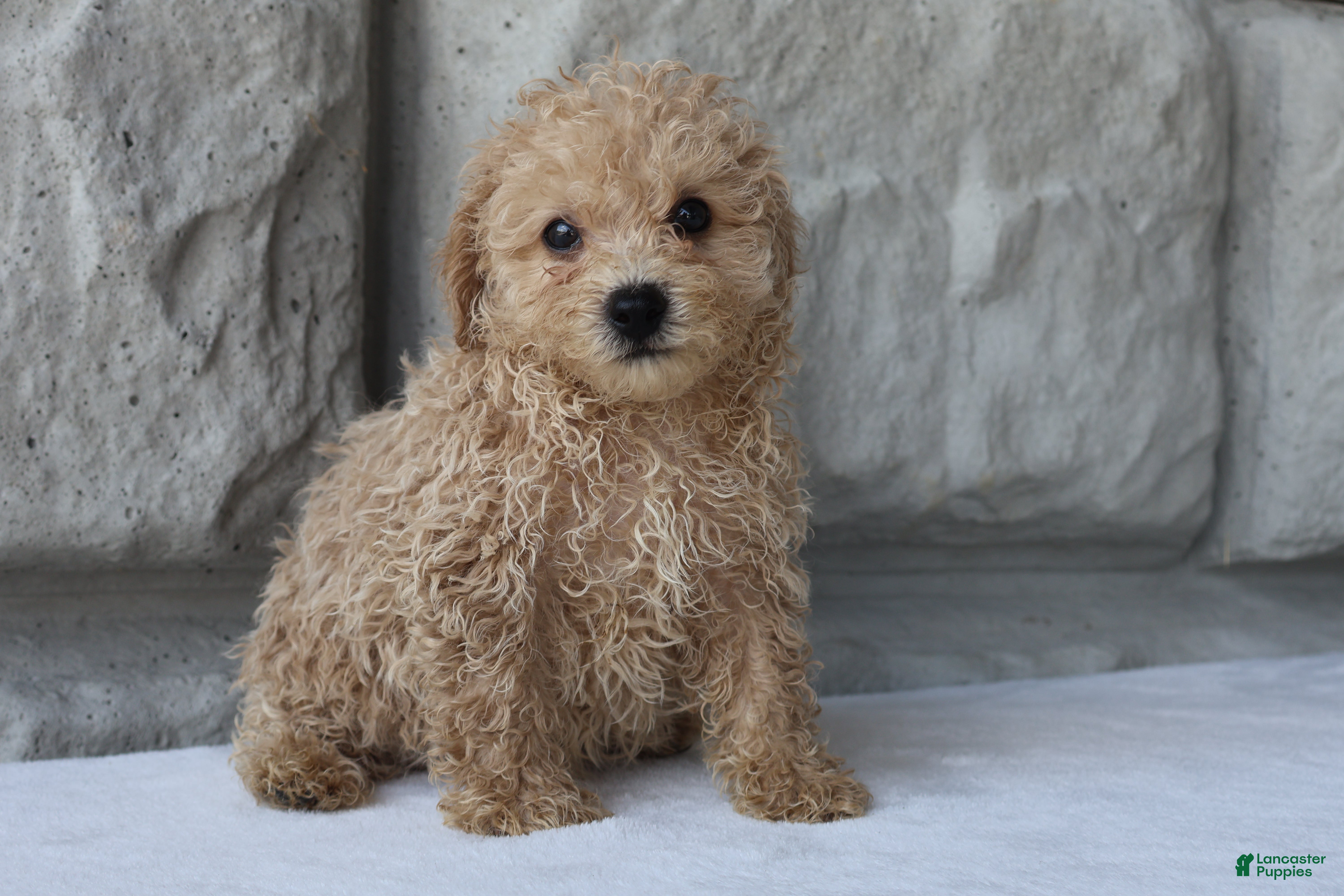 Bichpoo dogs Buddy - Ad 1