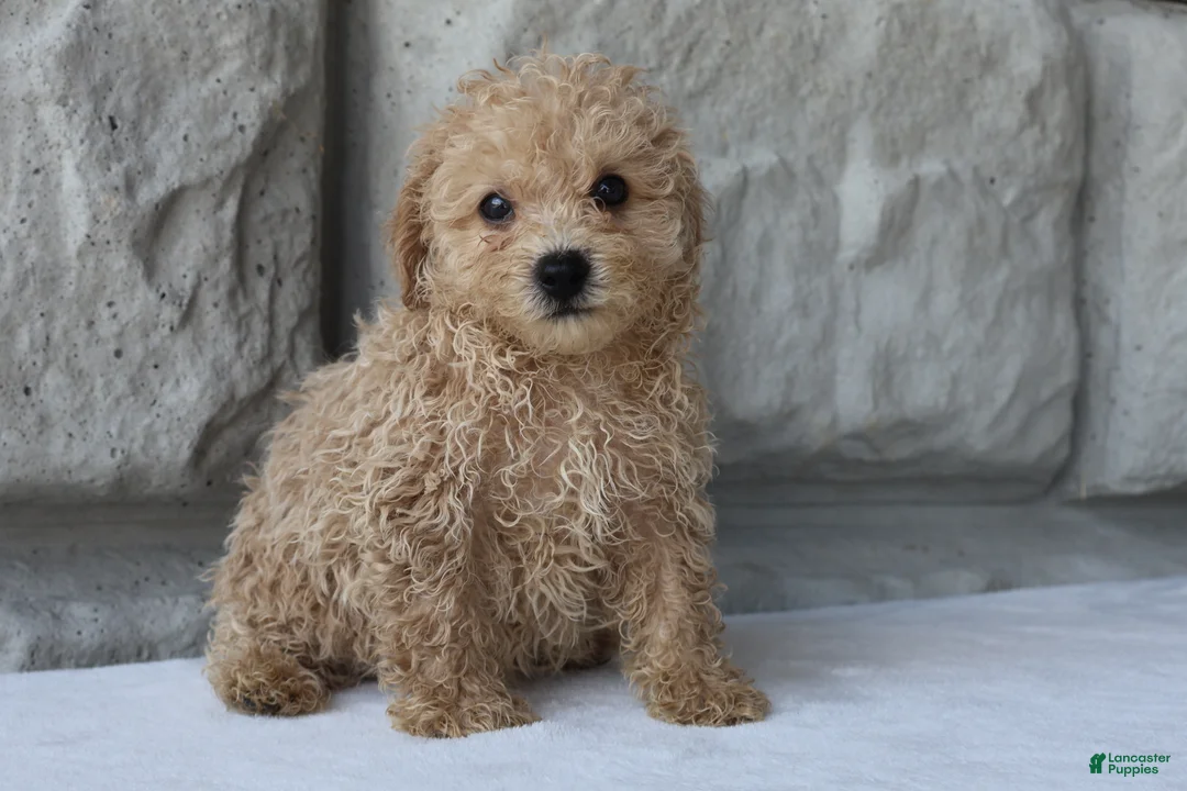 Bichpoo dogs for sale: Buddy - Ad 1